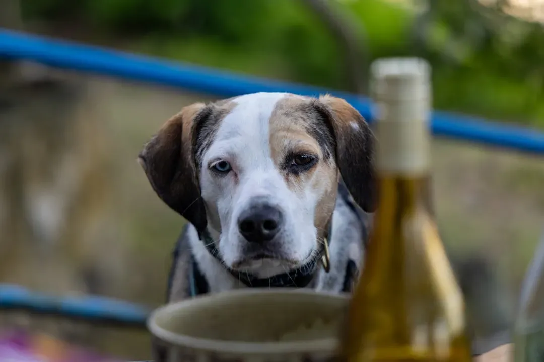 8. Alcohol - Even the Tiniest Amount Is Too Much (Image Credits: Unsplash)