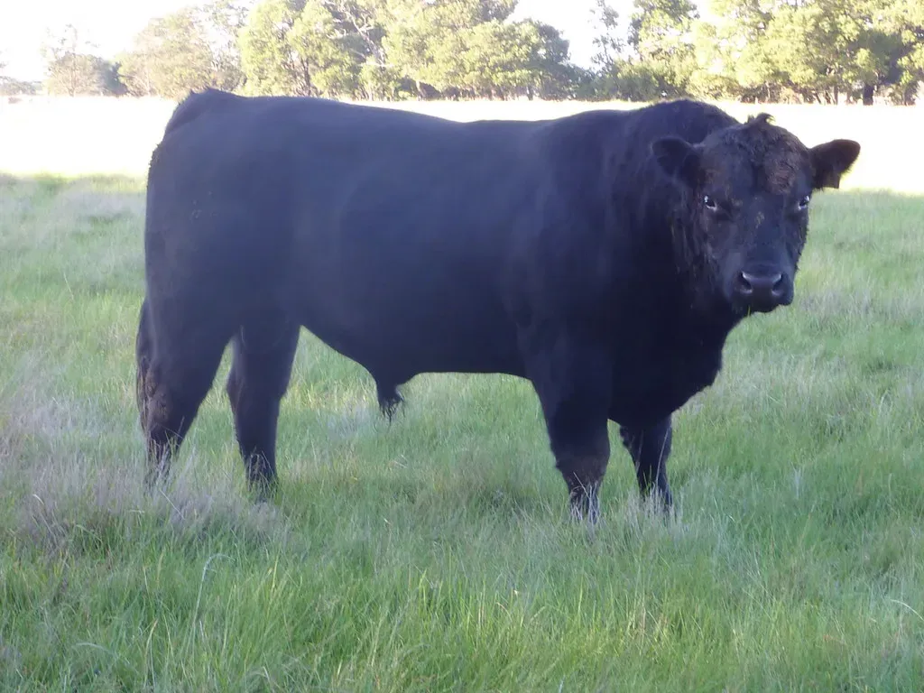 Black Angus: The Undisputed Champion of American Beef (Image Credits: Flickr)