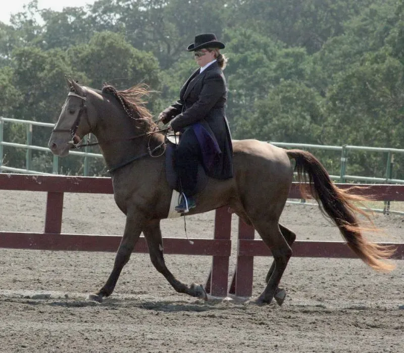 Tennessee Walking Horse: Gliding Over Ground (Image Credits: Wikimedia)