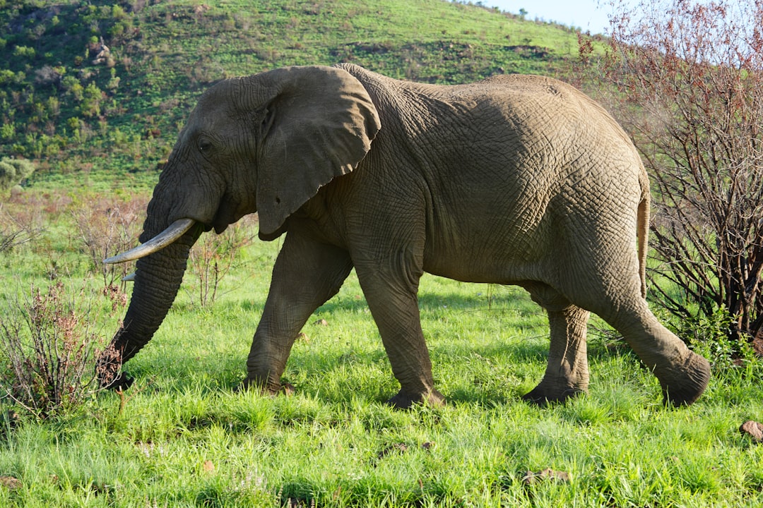 African Elephants - Unstoppable Land Giants (Image Credits: Unsplash)