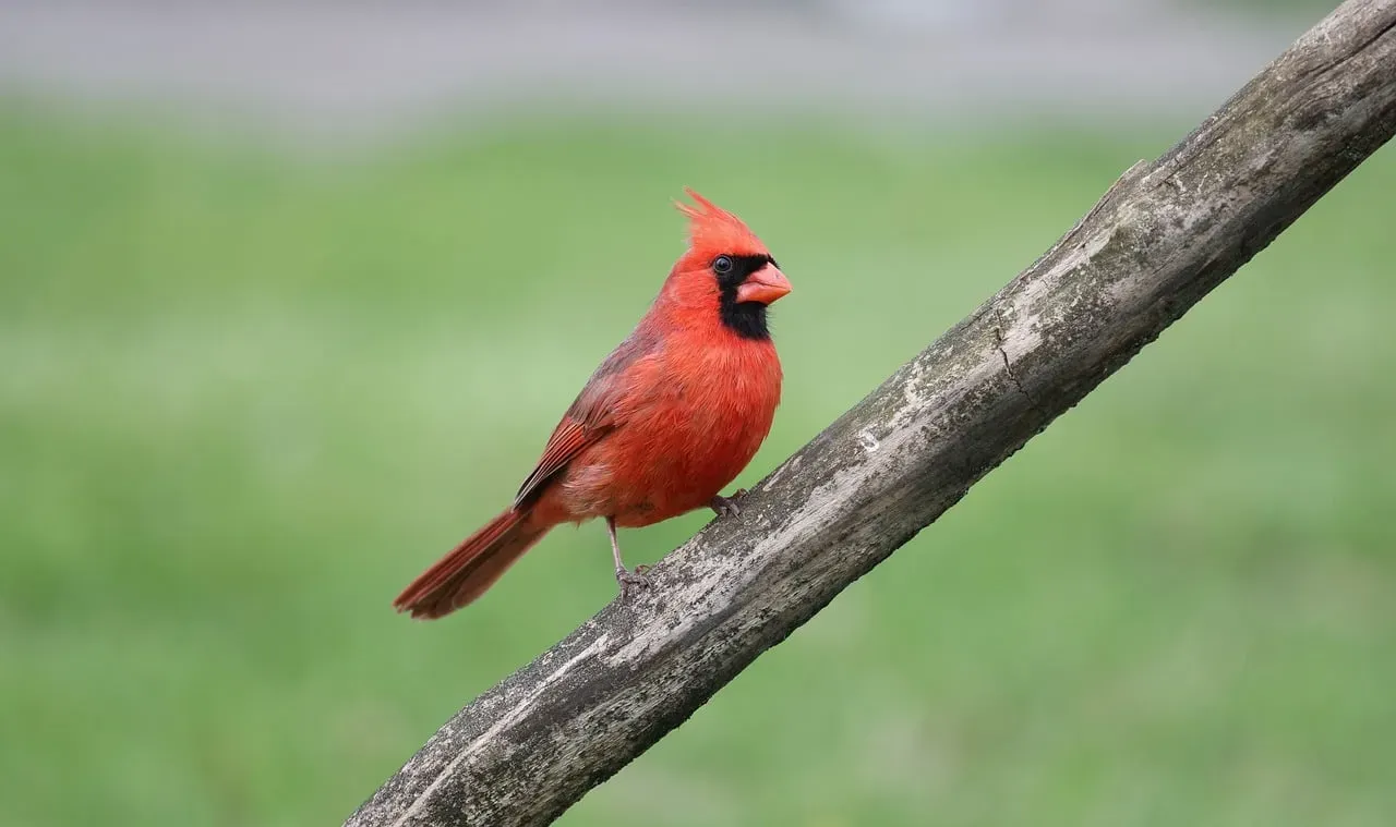 Northern Cardinal: The Devoted Partner With a Fierce Streak (Image Credits: Pixabay)