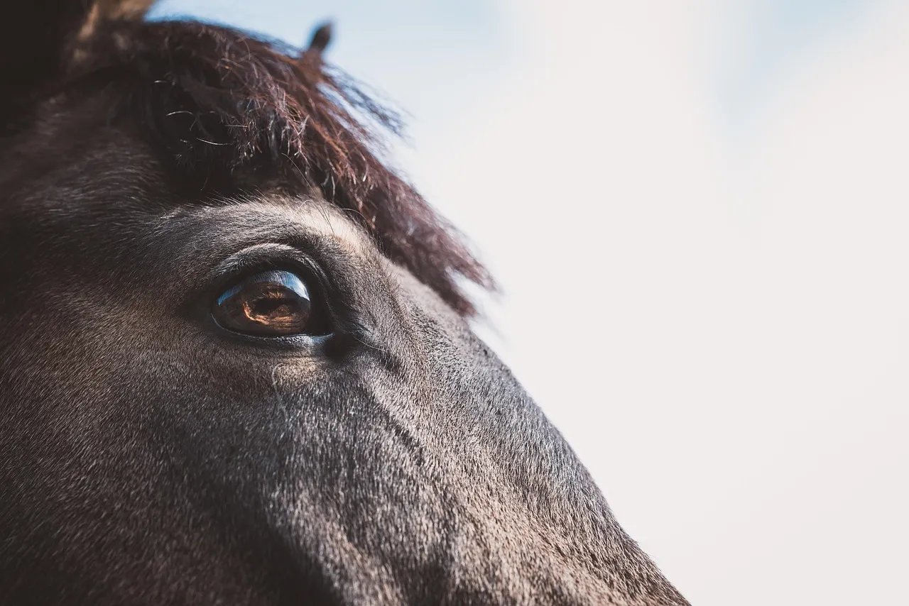 #2 - The Eye Loses That Hard, Wide, Worried Look (Image Credits: Pixabay)