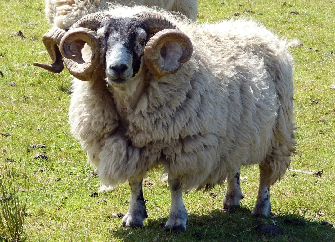 Dolly the Sheep: The Clone That Sparked a Revolution (Image Credits: Unsplash)