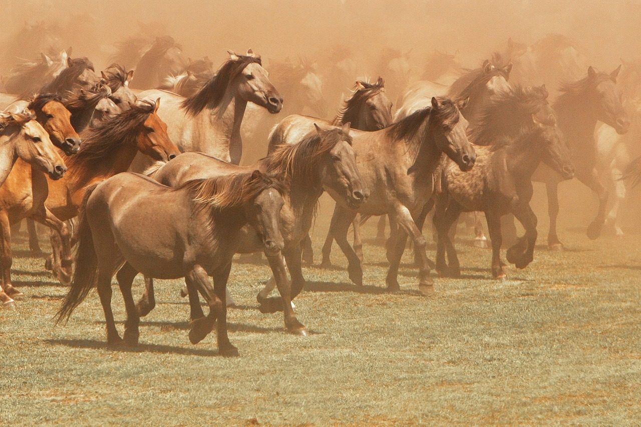 Sagittarius: The Wild Horse of Boundless Freedom (Image Credits: Pixabay)
