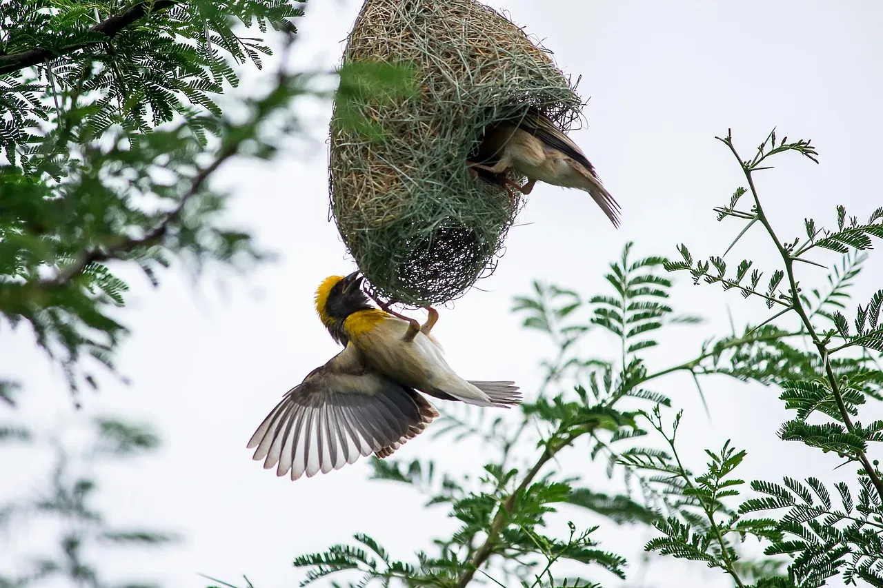 Village Weavers: Master Knot Tyers of the Avian World (Image Credits: Pixabay)