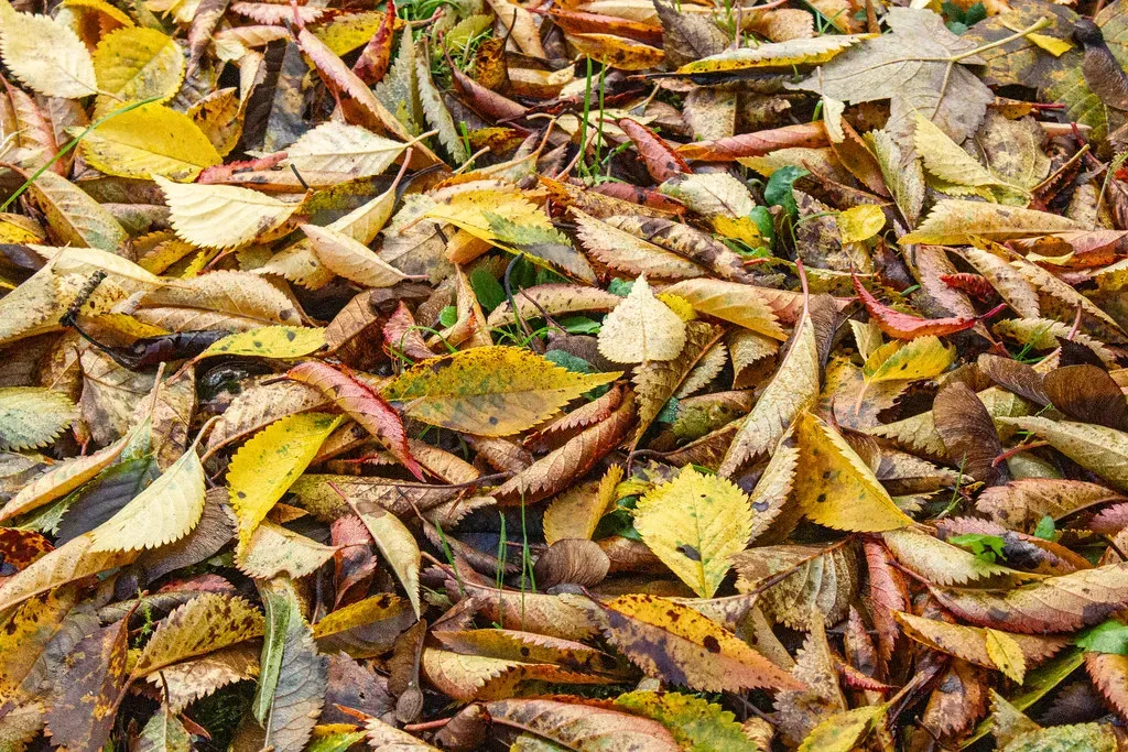 #12: Embrace a "Messier" Approach to Tidiness (ambabheg, Flickr, CC BY 2.0)