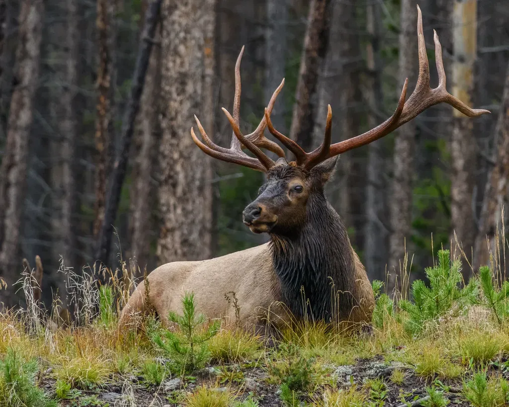 Elk Wisdom About Balance And Community (Image Credits: Flickr)