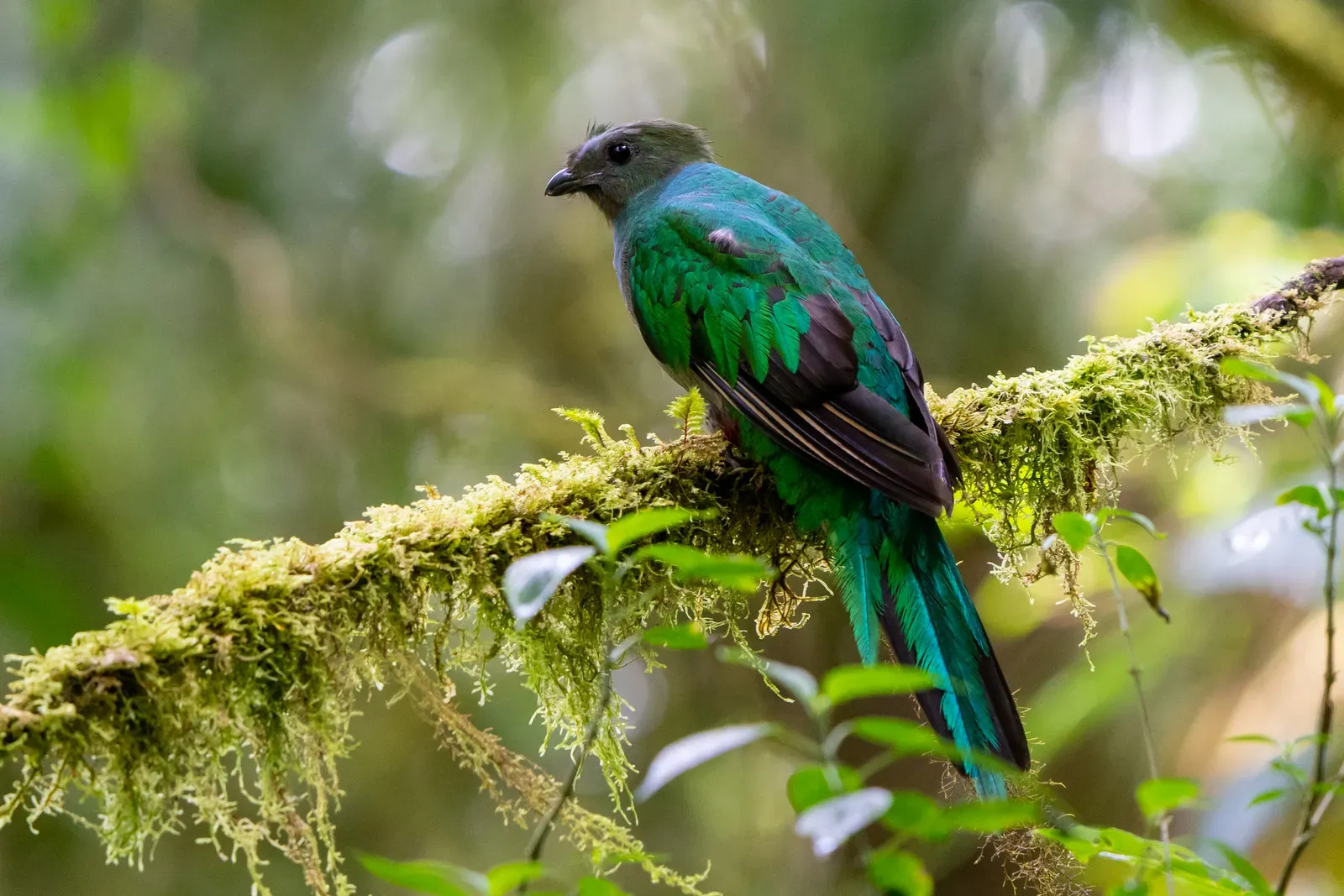 Taurus (April 20 &ndash; May 20): The Resplendent Quetzal (By Anthony Batista, CC BY 4.0)