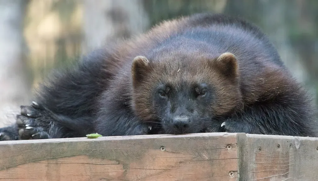 They Use a Skunk-Like Chemical Weapon to Mark Territory (watts_photos, Flickr, CC BY 2.0)
