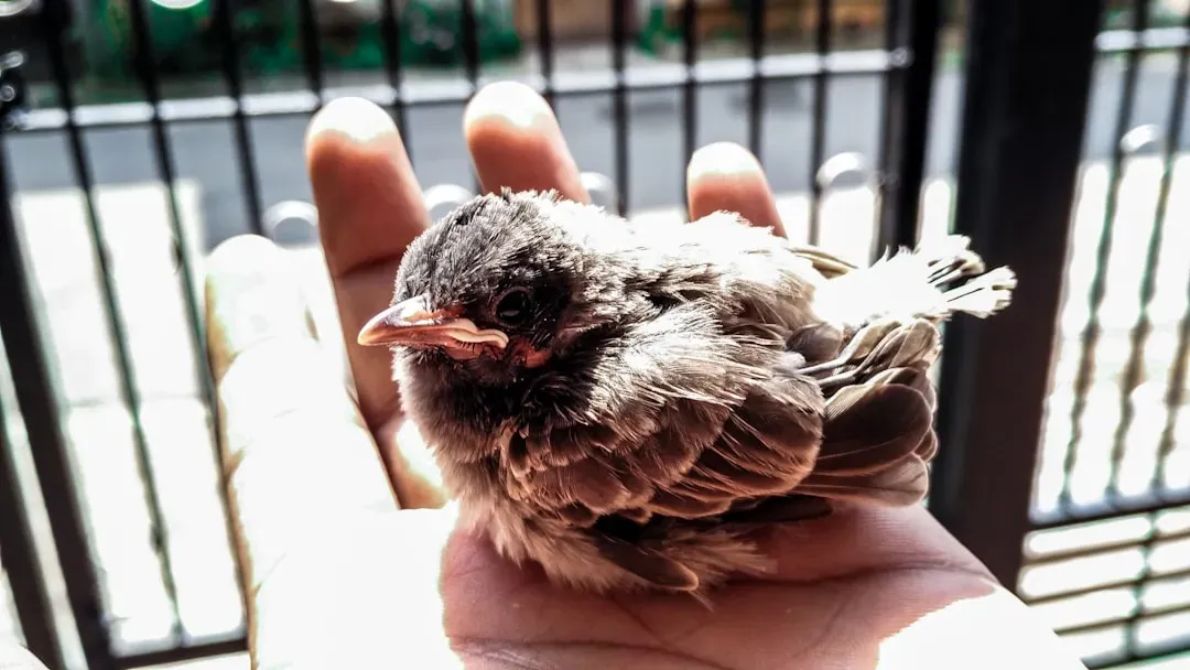When a Baby Bird Actually Needs Emergency Help (Image Credits: Unsplash)