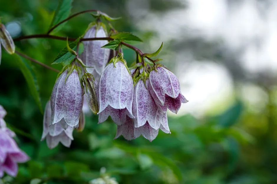 #4 - Bellflower: Campanula That Blooms Repeatedly (Image Credits: Pexels)