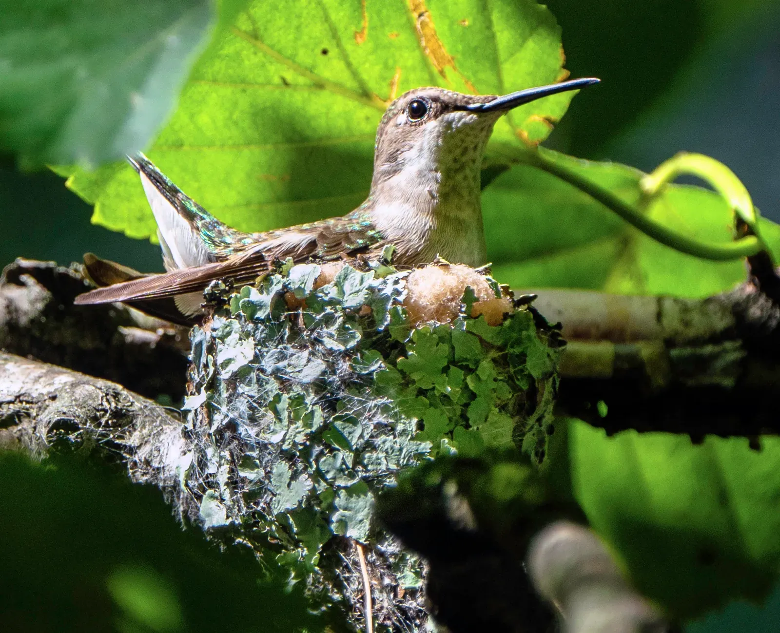 Hummingbirds: Miniature Masterpiece Makers (Image Credits: Wikimedia)