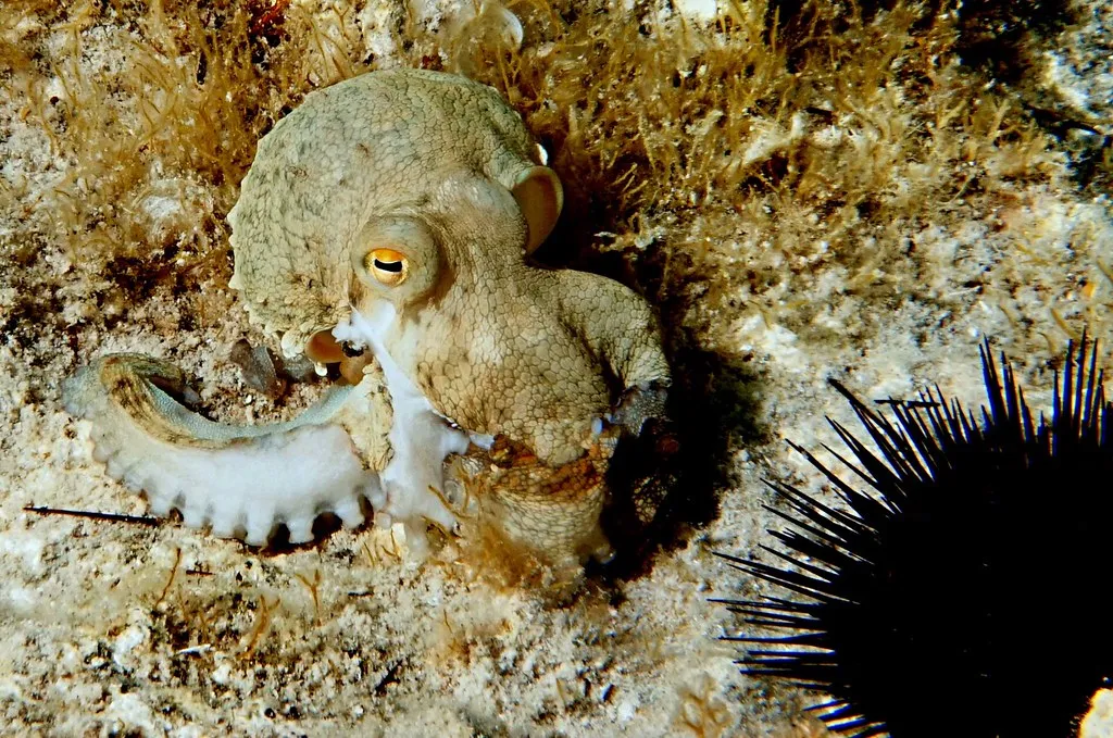 #3 - Octopuses Are Brilliant, But They're Not Secret Aliens (Guido & Family, Flickr, CC BY 2.0)
