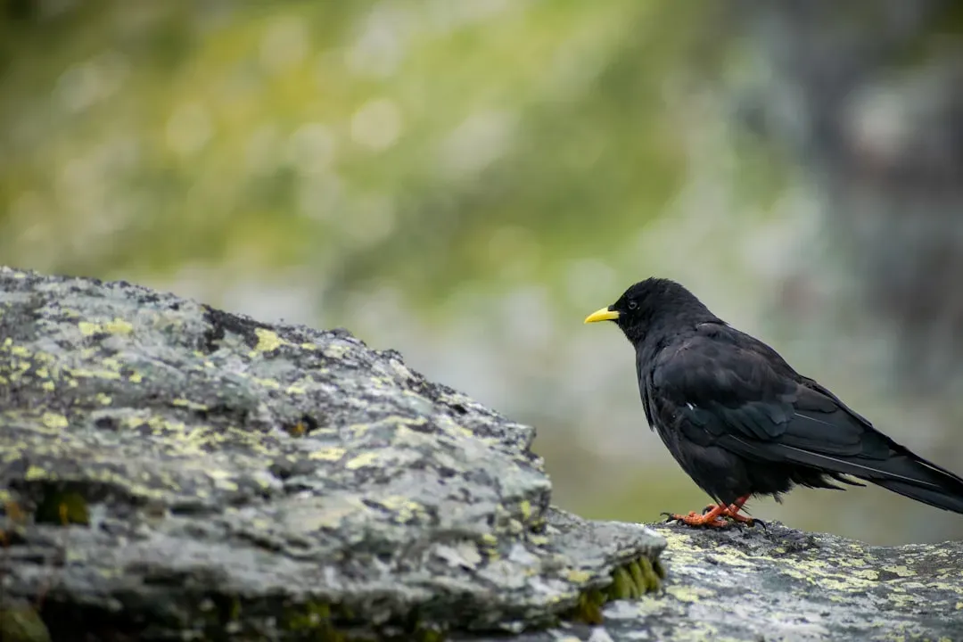 6. Yellow-Billed Chough: The Highest-Living Bird (Image Credits: Unsplash)