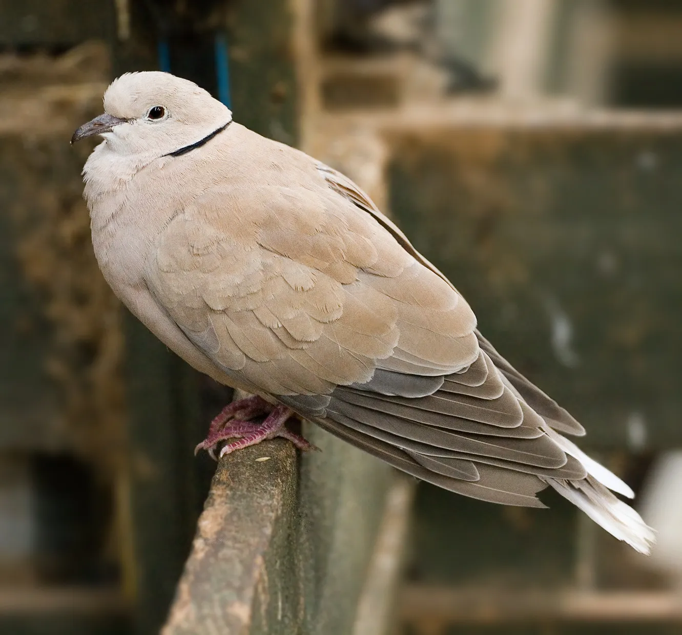 #20 - Turtle Dove: From Common Garden Visitor to Near-Ghost (By Noodle snacks (jjharrison89@facebook.com), CC BY-SA 3.0)