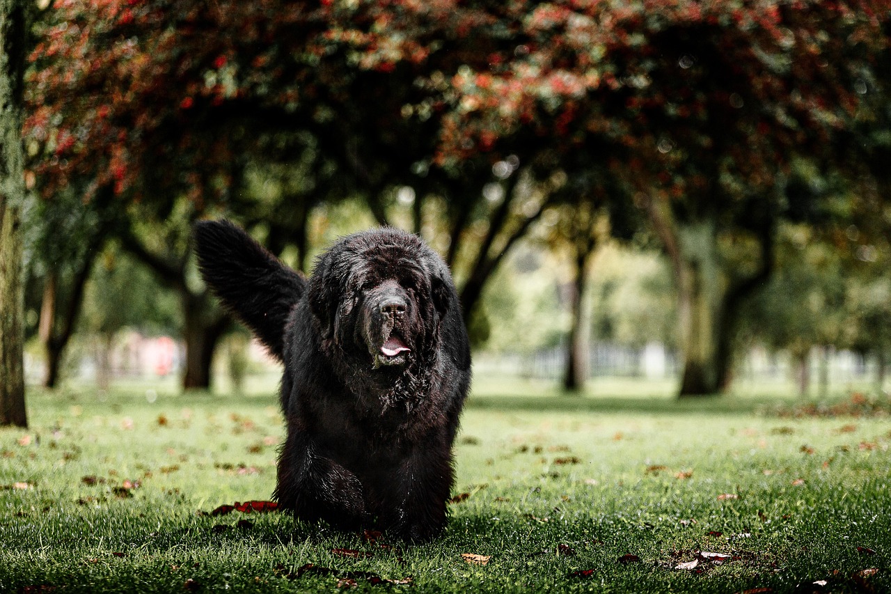 Newfoundlands (Image Credits: Pixabay)