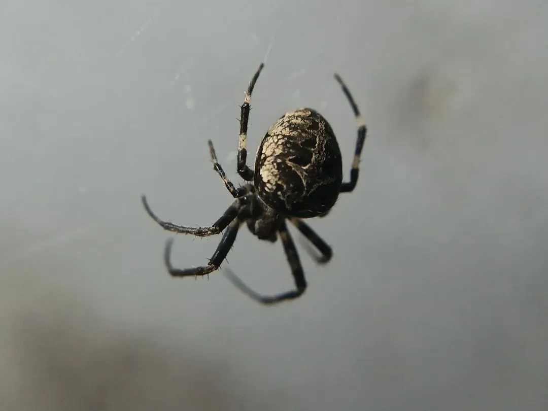 2. House Spiders (Image Credits: Unsplash)