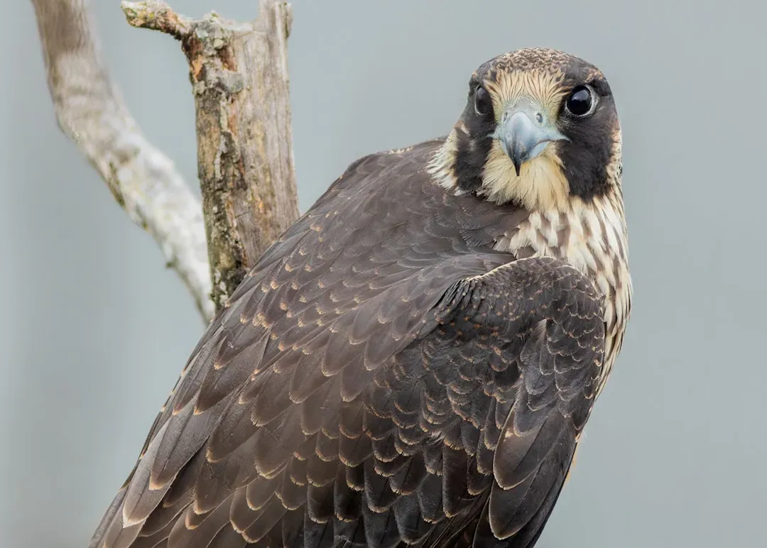 #5: Scorpio - The Falcon Beneath the Surface (Image Credits: Unsplash)