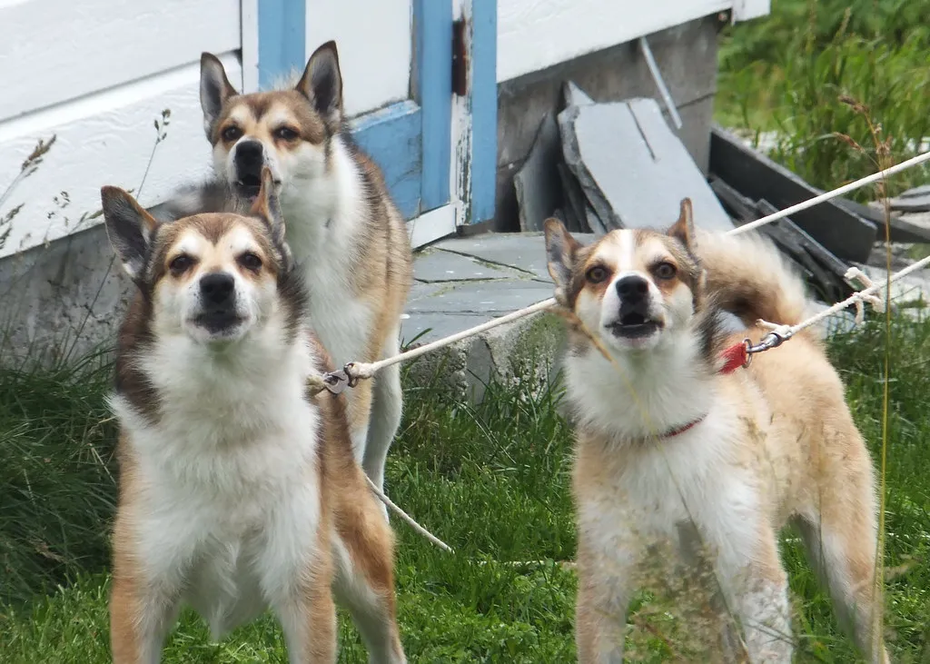 #4 - Norwegian Lundehund: A Myth Shelters Only Read About (Iancochrane, Flickr, CC BY 2.0)