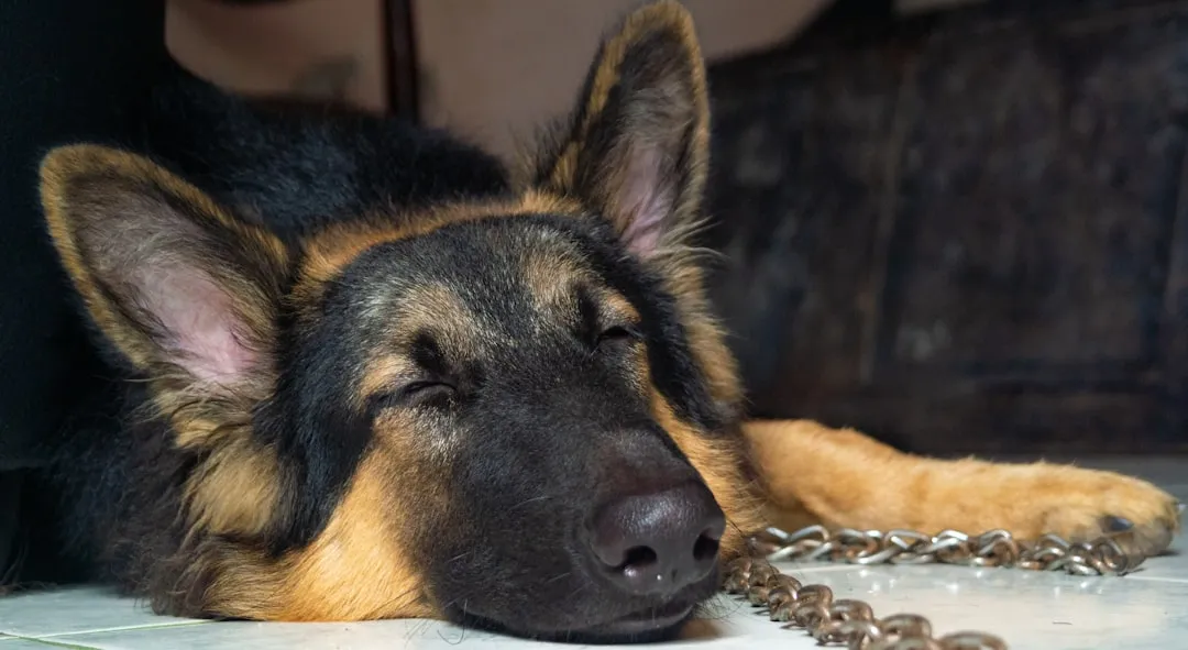 #10 - The Twitching That Means They're Dreaming (Image Credits: Unsplash)