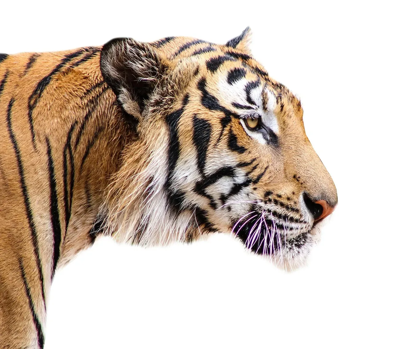 The Trick That Makes Tigers Truly Terrifying (Image Credits: Pixabay)