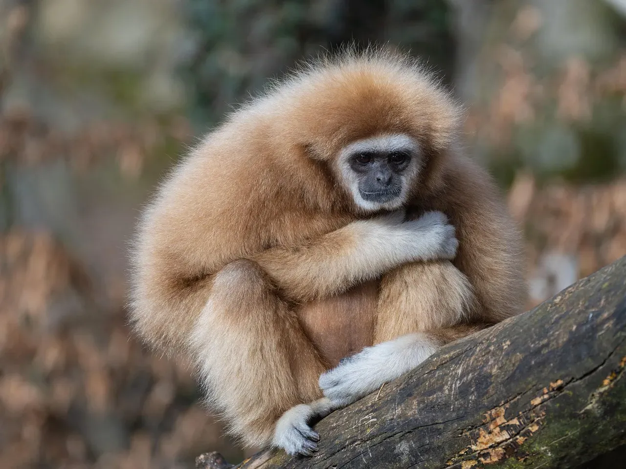 Cao Vit Gibbon: Back From The Dead (Image Credits: Pixabay)