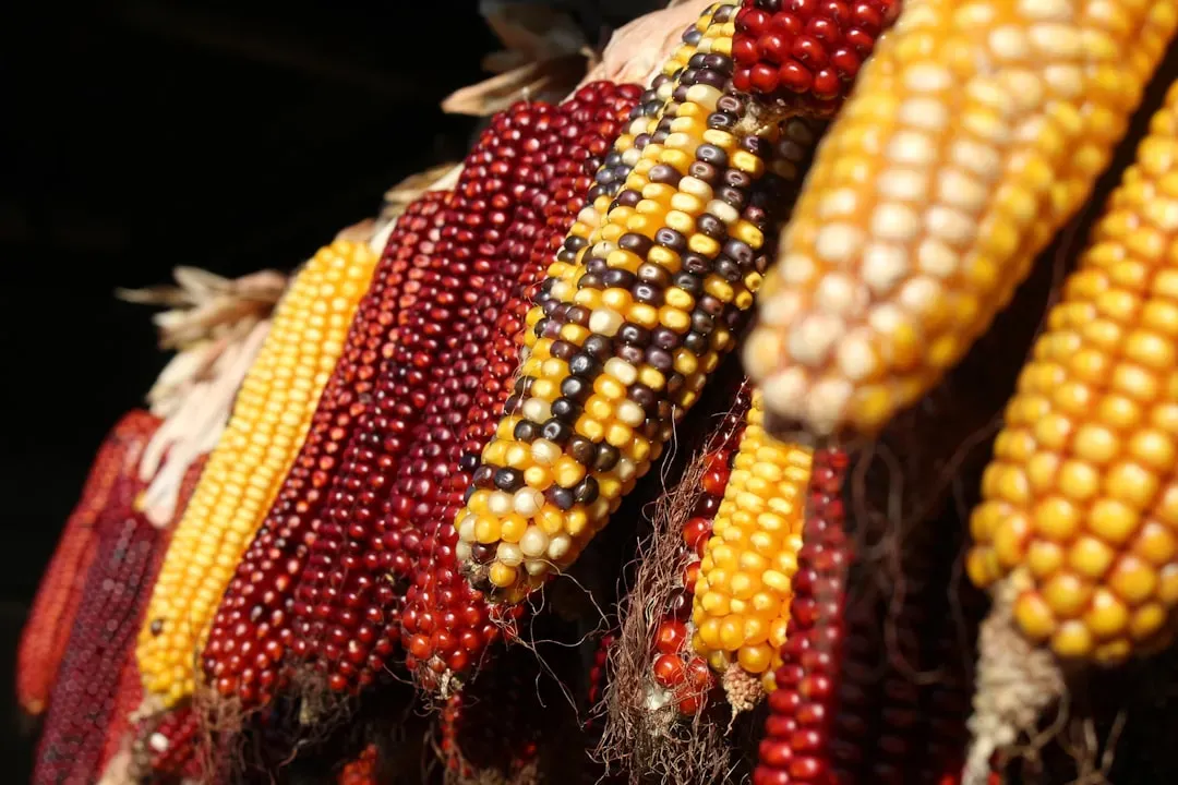 Native Americans Created Much of the Modern Food Supply (Image Credits: Unsplash)