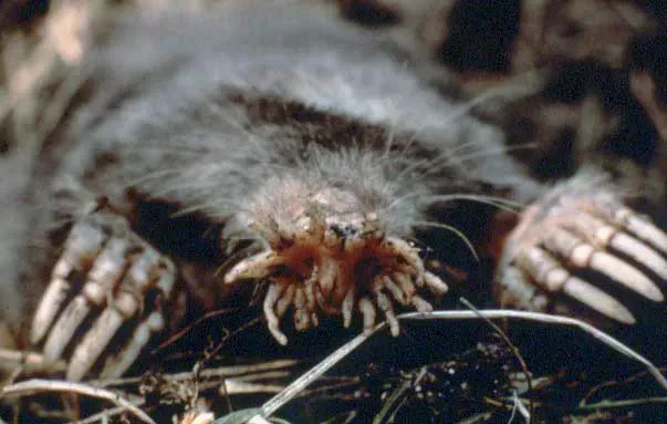 The Star-Nosed Mole: A Face Only Evolution Could Love (Image Credits: Wikimedia)