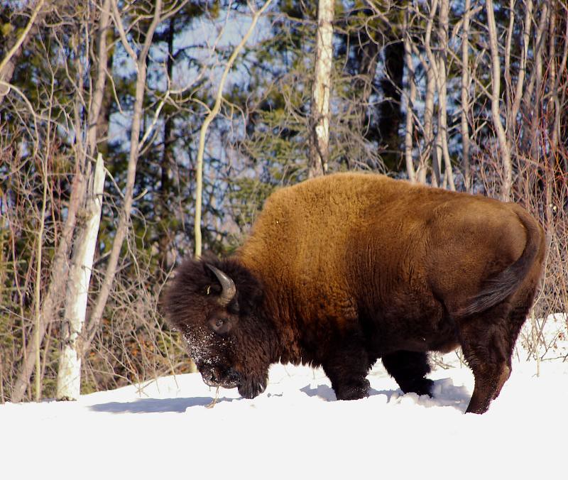 Wrangell-St. Elias National Park and Preserve: Alaska's Prairie Pioneers (Image Credits: Flickr)