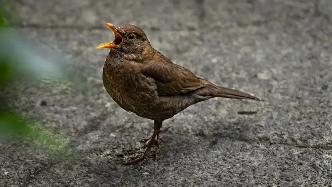 What Exactly is the Dawn Chorus? (Image Credits: Unsplash)