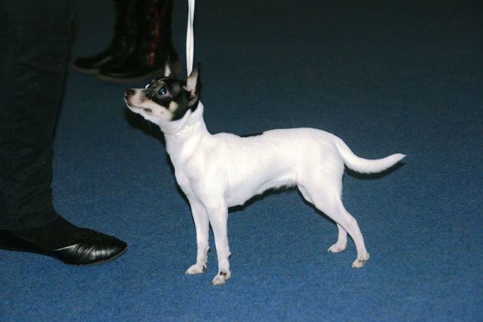 Toy Fox Terrier - The Feisty Miniature (Image Credits: Wikimedia)