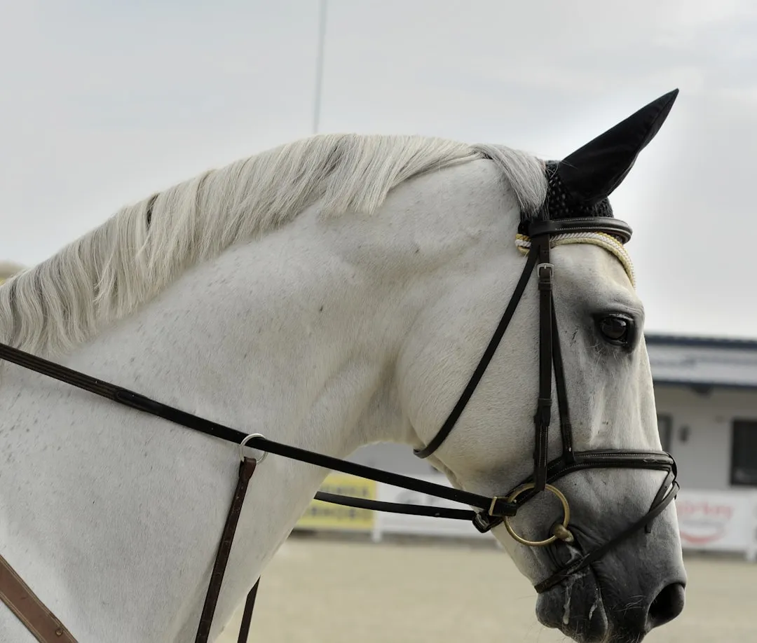 #21 - Andalusian & Lusitano: Elegant, Electric, and Too Much Horse (Image Credits: Unsplash)