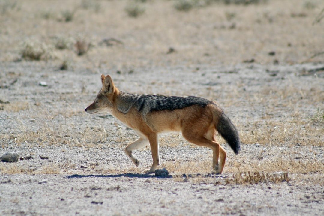 The Transformative Coyote: Adaptability and Teaching Through Experience (Image Credits: Unsplash)