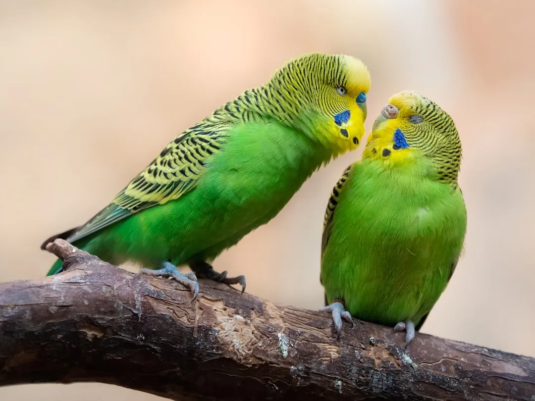 #16 Budgerigars (Budgies) When Intensely Socialized (Image Credits: Unsplash)