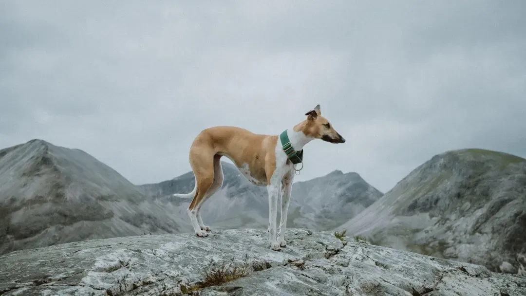 #3: The Whippet (Image Credits: Unsplash)
