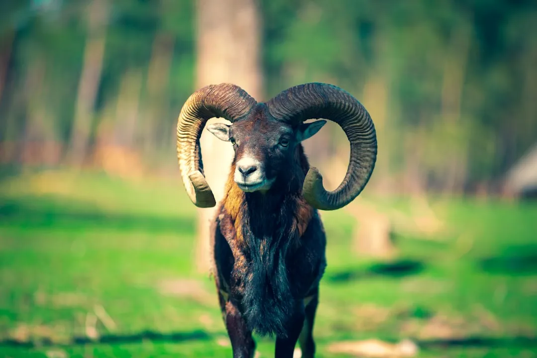 #6 &ndash; Chewing, Plucking, or Licking One Spot Raw (Image Credits: Unsplash)