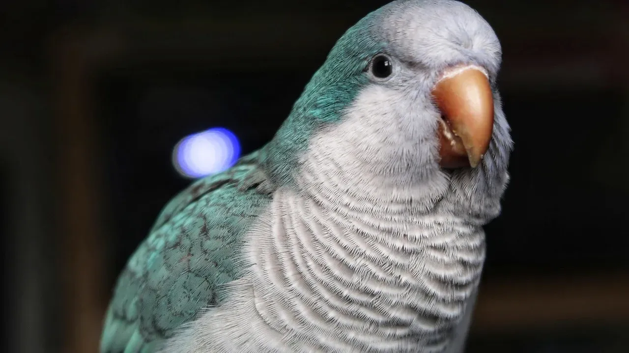 10. Quaker Parrot: The Architect Who Never Stops Talking (Image Credits: Pixabay)
