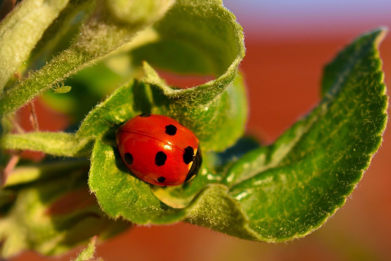 Beneficial Insects Become Your Garden's Pest Control Squad (Image Credits: Pixabay)