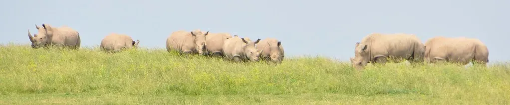 10. The Southern White Rhinoceros: The Comeback That Redefined Conservation (Image Credits: Flickr)
