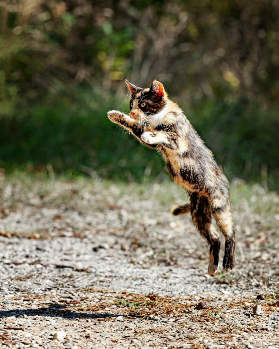 #6 - She Still Makes the Jump (Even If She Pauses First) (Image Credits: Unsplash)