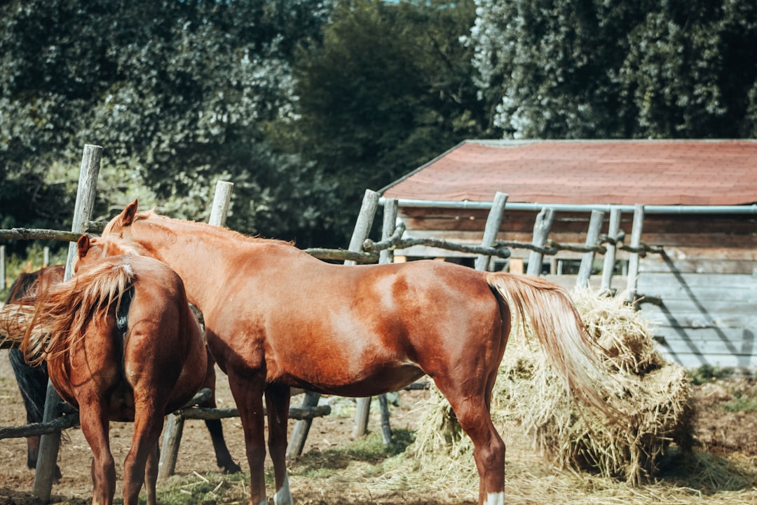 Virgo: The Quarter Horse - Practical Perfectionists (Image Credits: Unsplash)