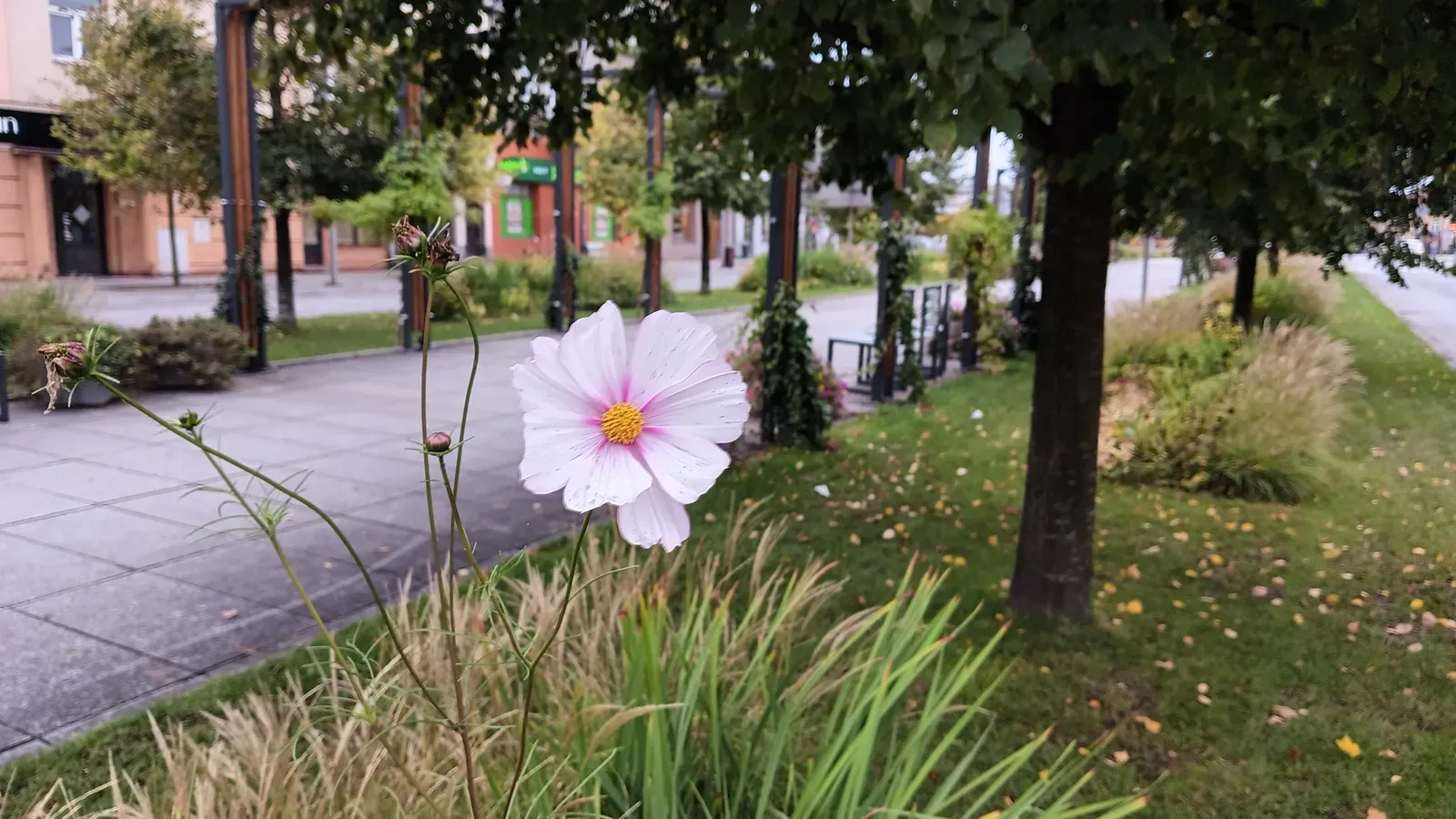 Portland, Oregon (Image Credits: Wikimedia)