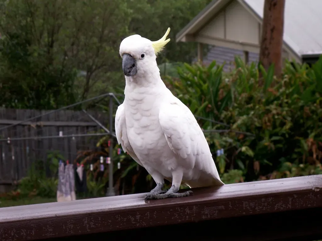 3. Sulphur-crested Cockatoo (Image Credits: Flickr)