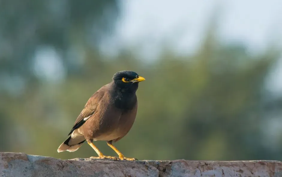 Common Hill Myna (Image Credits: Pexels)
