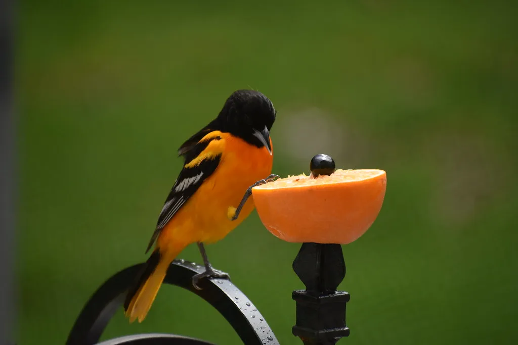 Offer the Right Foods: Oranges, Jelly, and More (shock264, Flickr, CC BY 2.0)