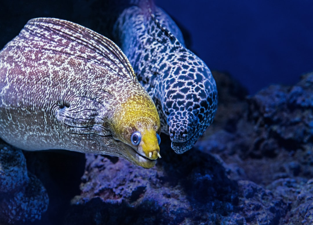The Deepest Mysteries: Creatures That Shouldn't Exist (Image Credits: Unsplash)