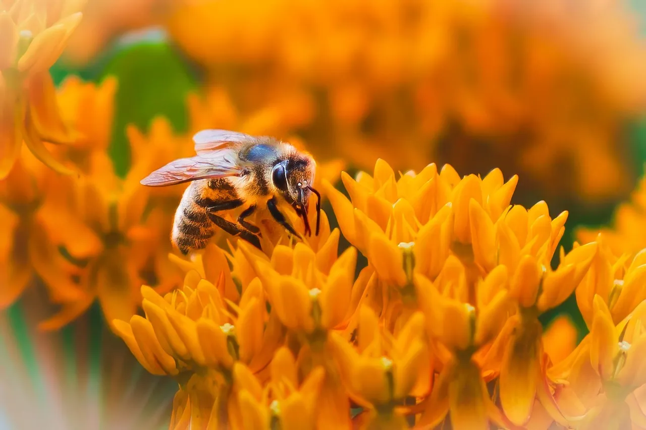 5. Butterfly Weed (Asclepias tuberosa) &ndash; The Blazing Summer Showstopper (Image Credits: Pixabay)
