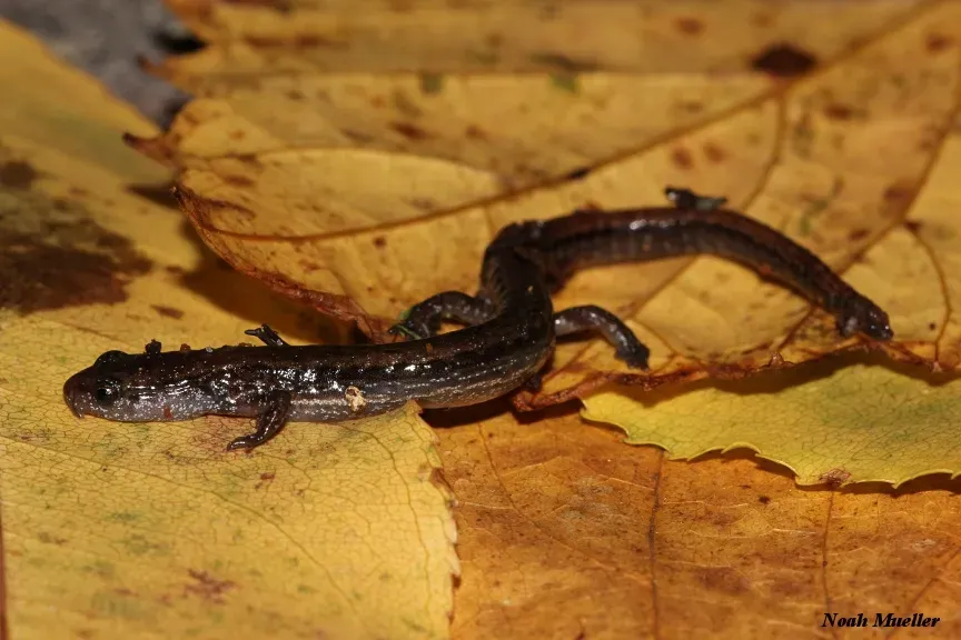 Species Coming Back: Birds, Fish, and Amphibians (By Noah Mueller, CC BY-SA 4.0)