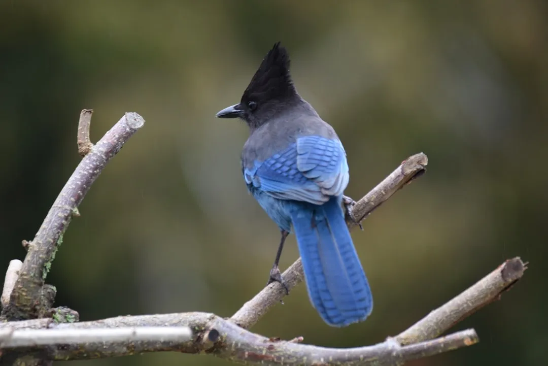 The Scrub Jay’s Double Life: Hoarder And Thief (Image Credits: Unsplash)