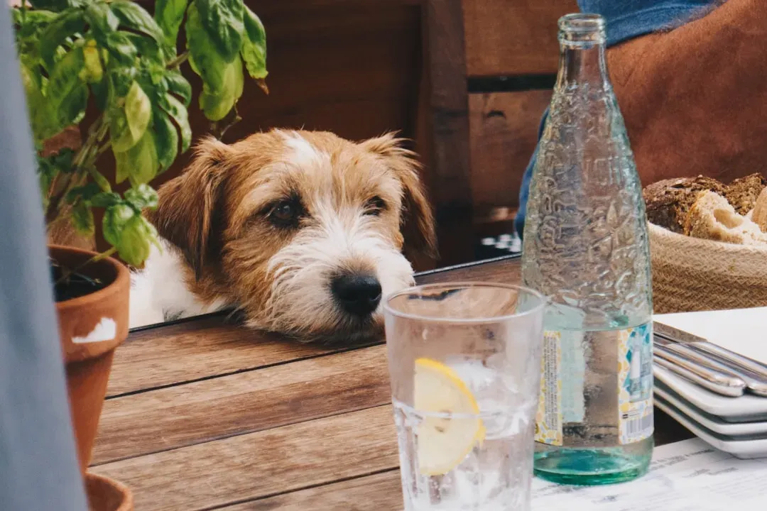 #9. Alcohol (Image Credits: Unsplash)